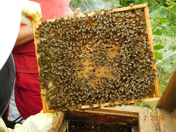 pszczoły na jednej z ramek