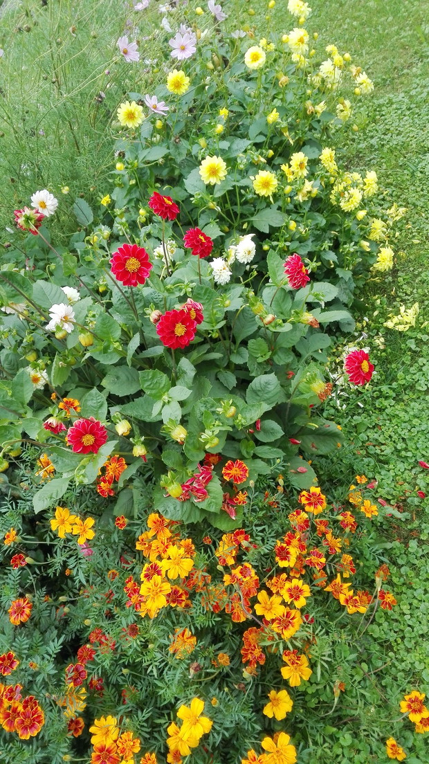 Rabatka, która ciągle się zmienia.