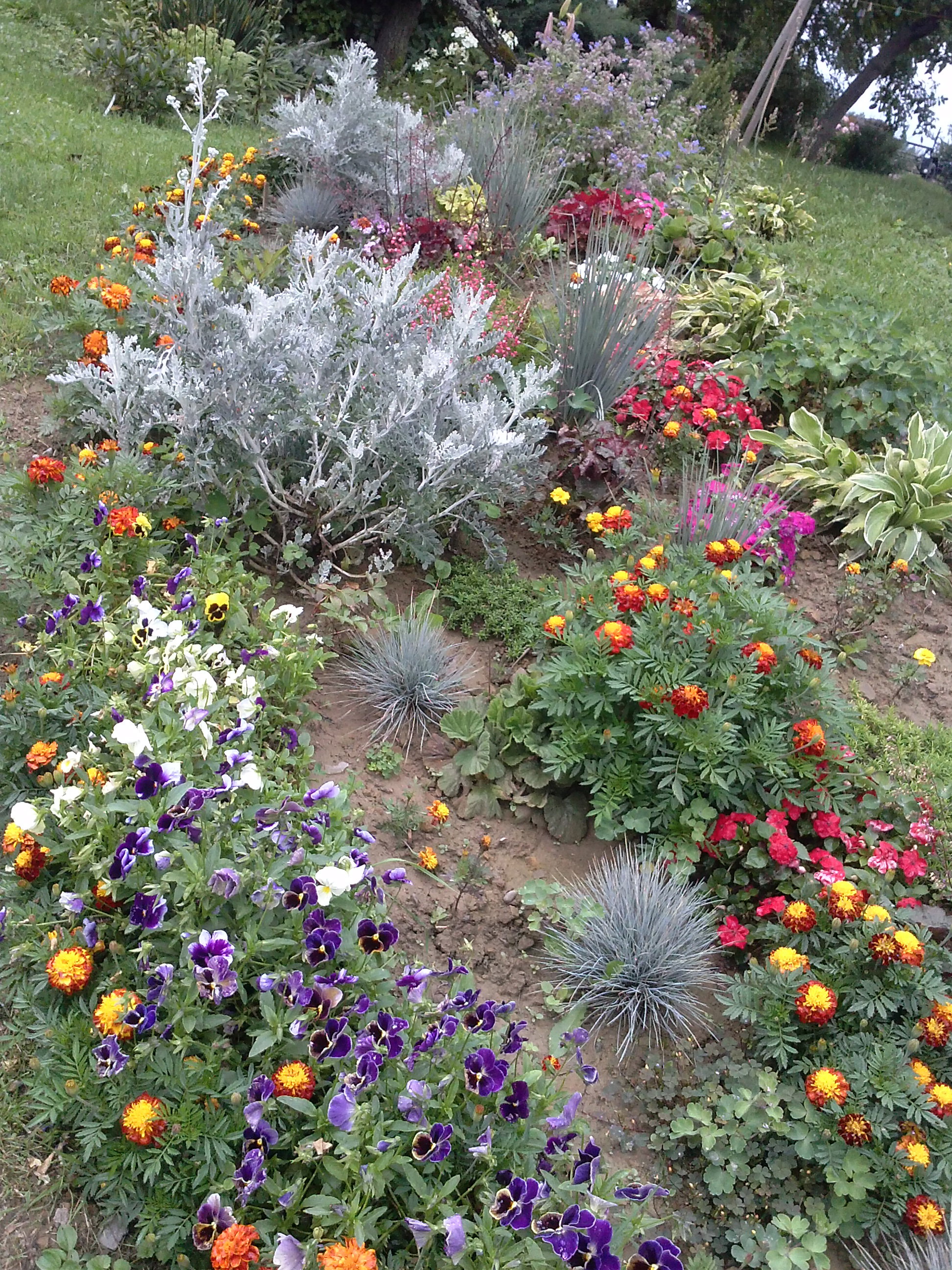 Rabatka z hostami,  niecierpkami, żurawkami, aksamitkami, bratkami, starcami i tulipanami.