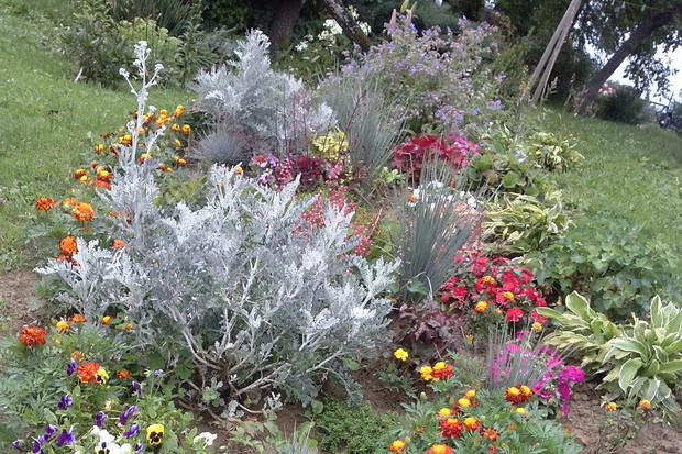 Rabatka z hostami, niecierpkami, żurawkami, aksamitkami, bratkami, starcami i tulipanami.