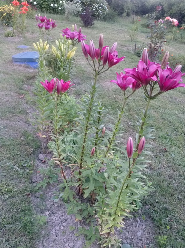 Rabatka z liliami floksami róże aksamitki krzewuszki michałki