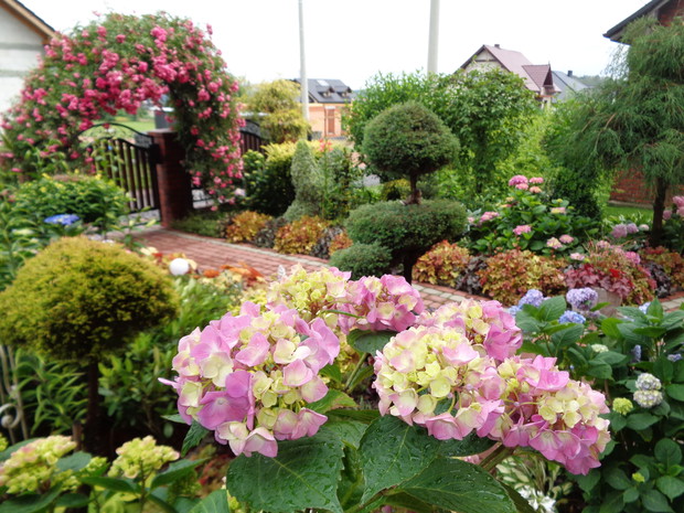 Róza pnąca - kólowa róz wita gosci :)