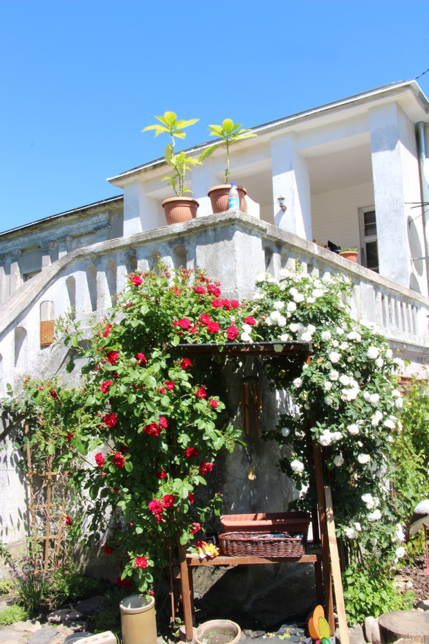 Różana pergola-flaga: zawsze zakwita na mistrzostwa piłki nożnej. W tle taras pałacu. Siedząc na ławce pergoli mamy widok na Japońską wyspę.