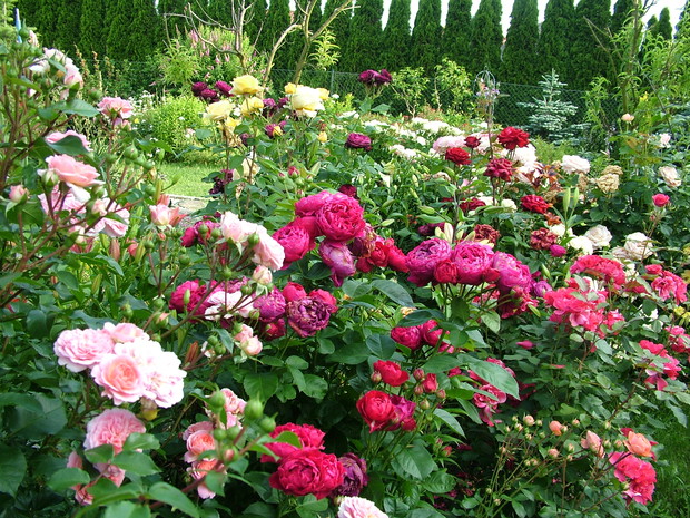 Różane szaleństwo