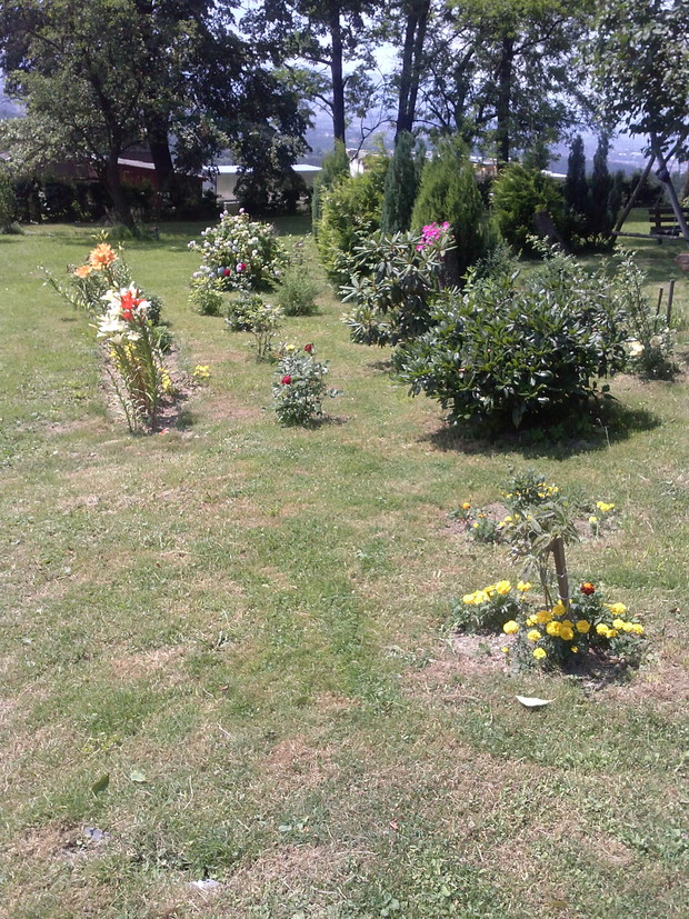 Różaneczniki, azalie