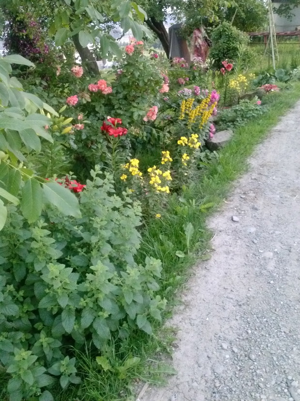 Róże, tawułki, wiesiołek, lilie