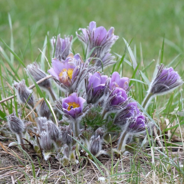 Sasanki od mojej babci mają jakieś 30 lat
