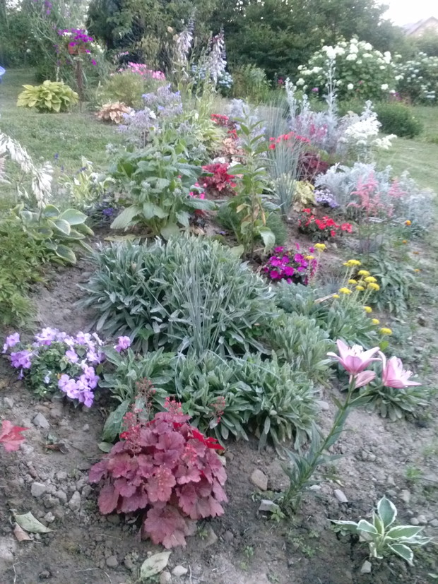 Smagliczka, hosty,niecierpki,tawułki,rojniki,groszek pachnący, serduszka okazała, michałki