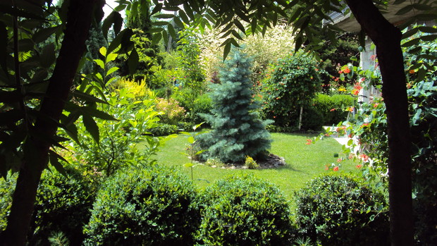 Sumaki często uważane są za chwasty jednak potrafią wprowadzić w ogrodzie orientalny klimat.