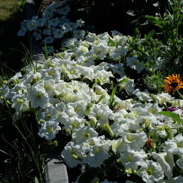 Surfinia dobrze też wygląda posadzona w grącie