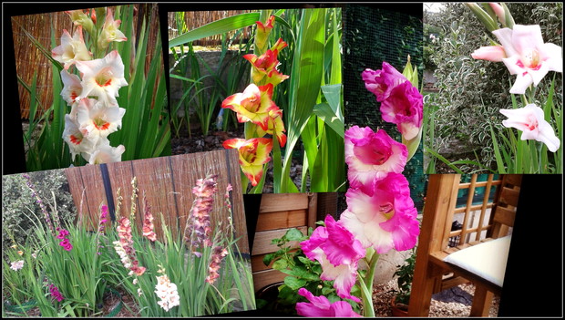 Szał gladioli, czyli poznajcie mieczykowy raj :))