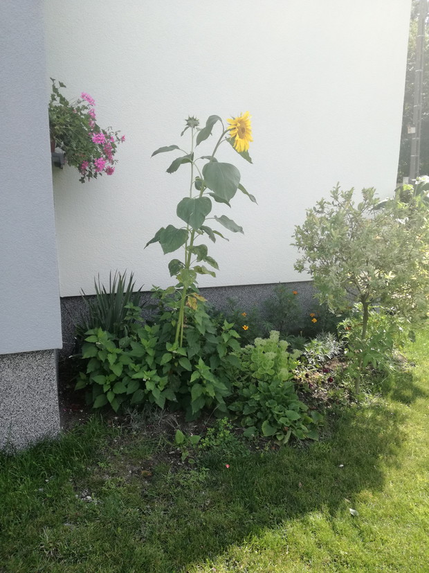 Szukamy kolejnych slonecznikow.