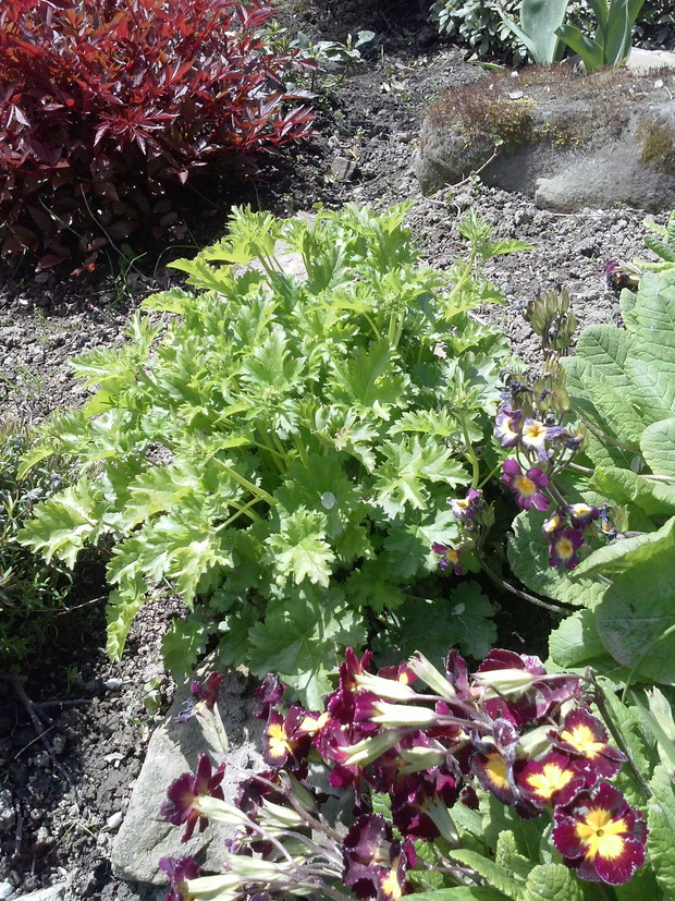 Tawułka żurawka stokrotki tulipany pierwiosnki