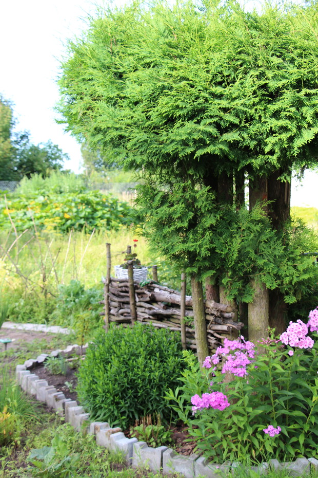 Tujowa parasolka z serpentyną i płotek wiejski własnej roboty.