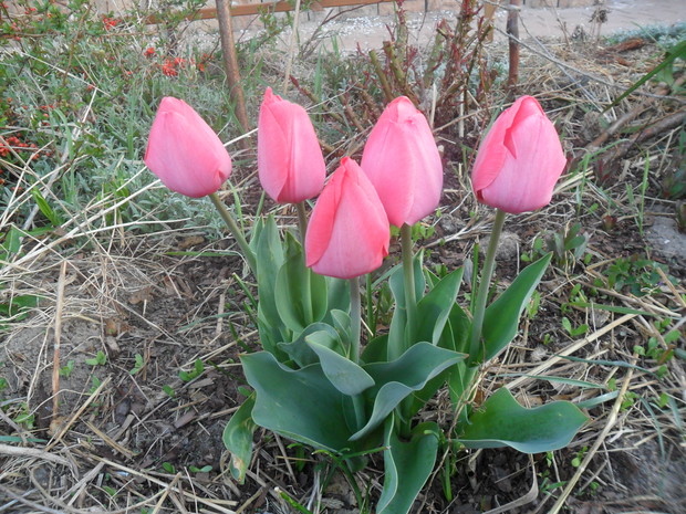 tulipany