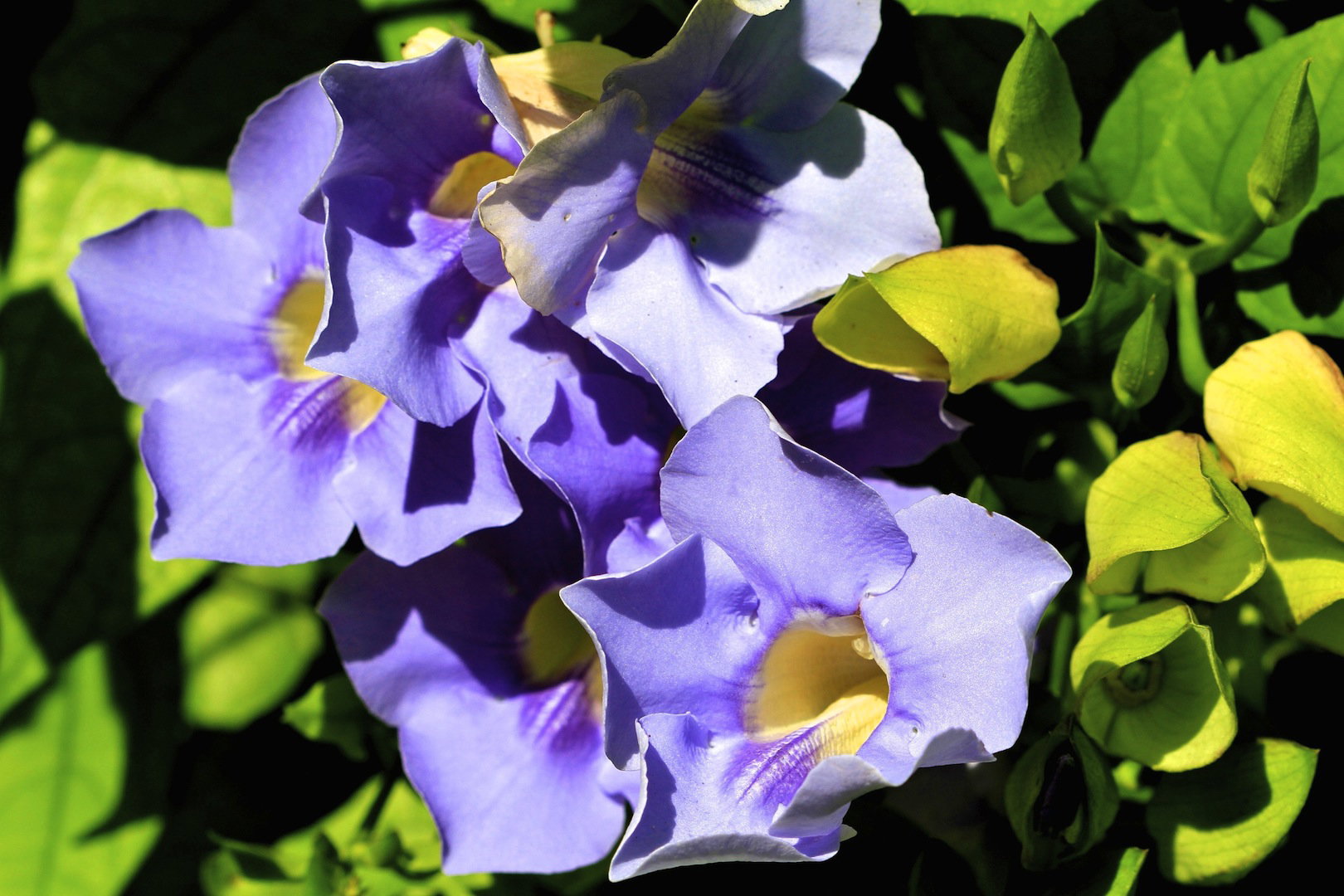 Tunbergia wielkokwiatowa Thunbergia grandiflora (zdj.: Fotolia.com)