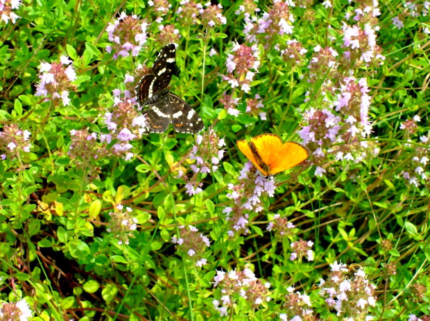 Tymianek z motylami
