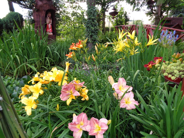Urok liliowców jeden kwiat jeden dzien