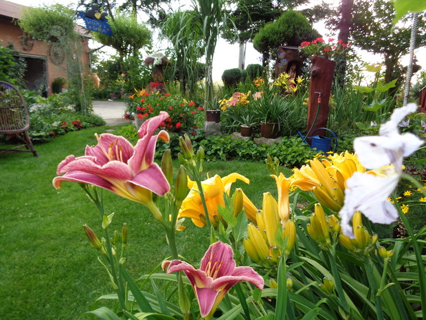 W pelni lata kwitną liliowce.