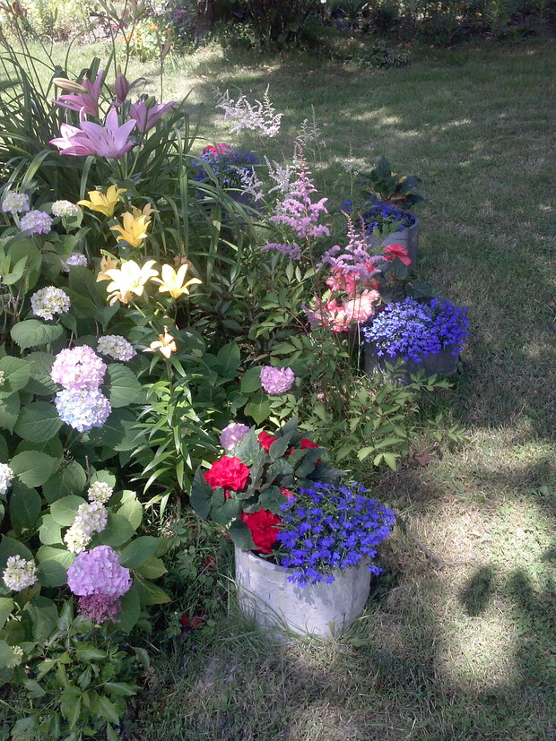 Wiciokrzew, hortensja,  begonie,liliowce, lobelia,języczka, tawułki