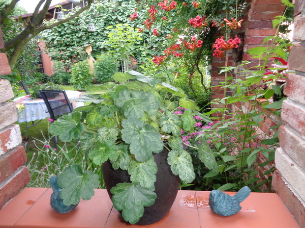 Widoczek z kuchni ogrodowej.