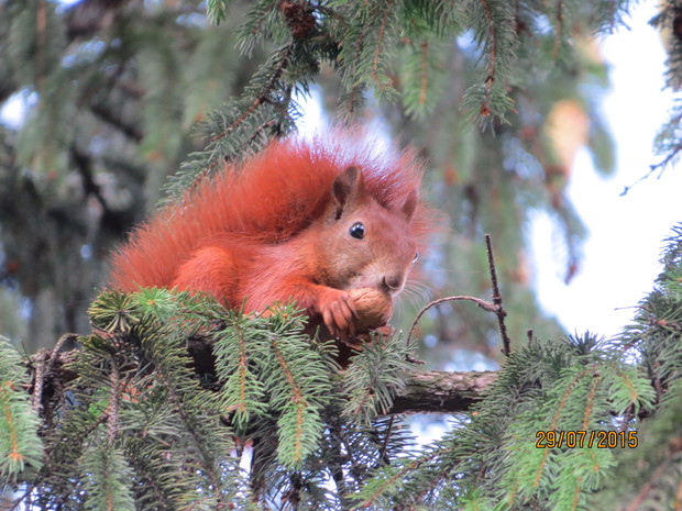 Wiewiórki to stali bywalcy w naszym ogrodzie.
