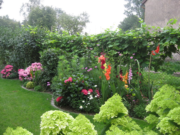 Winorośl pokryła całe ogrodzenie, tworząc zieloną ścianę.