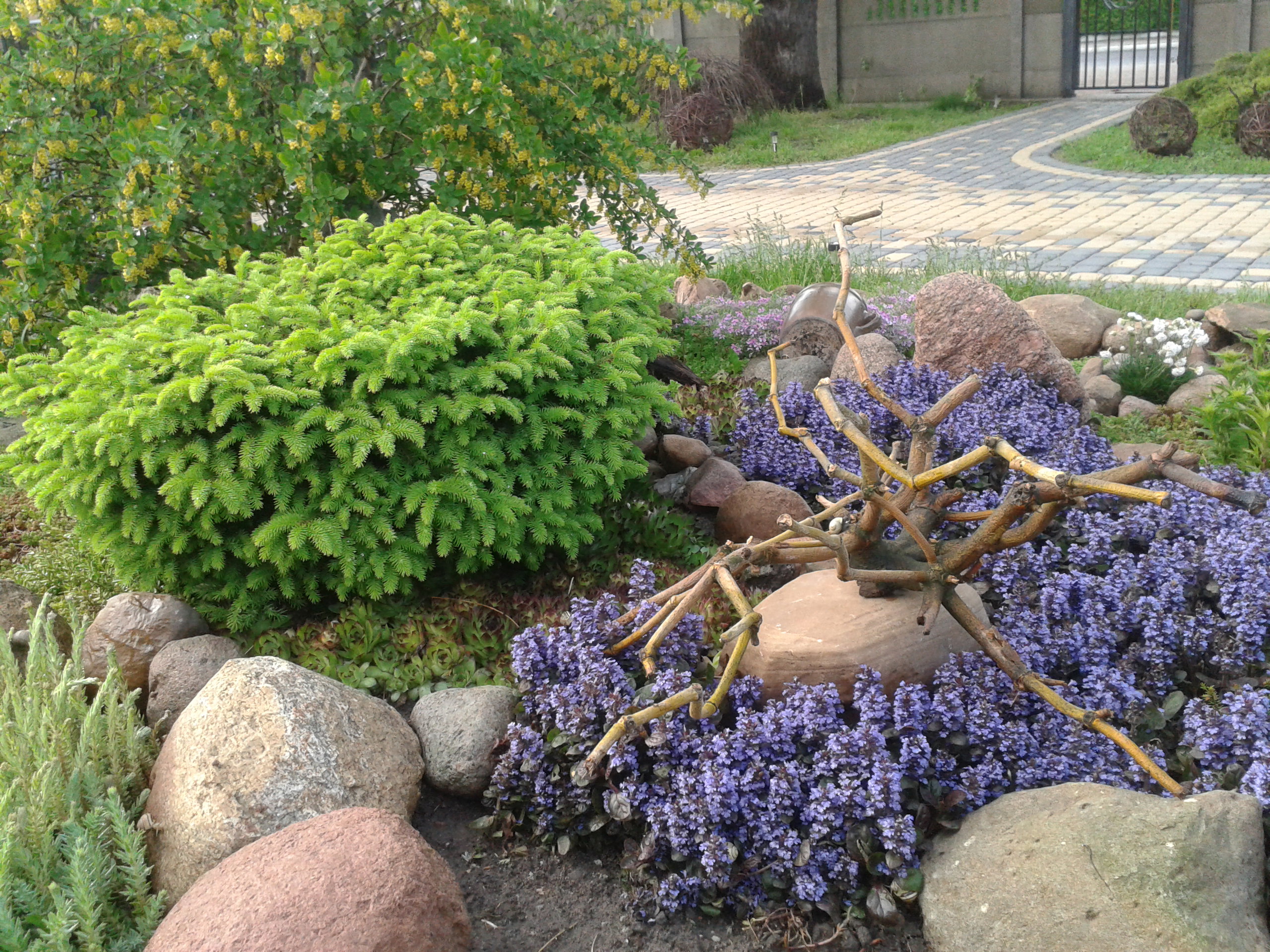 Wiosna wonna i radosna nawet na skalniaku.