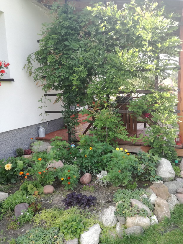 Wisteria. Moja cisza.