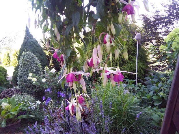 Własnoręczne dzieło - fuksja