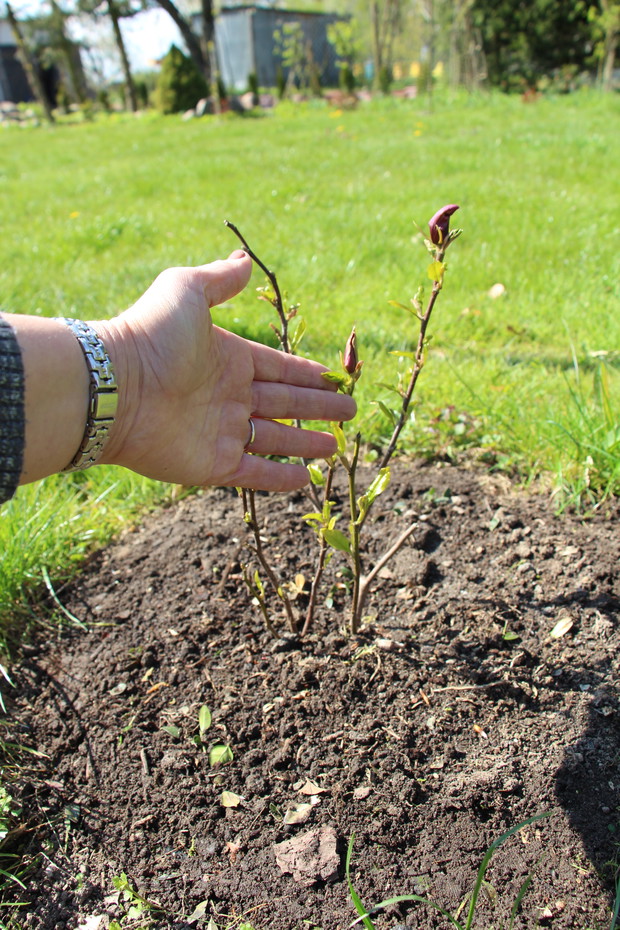 Wszystko zaczeło się od tej małej magnolii wsadzonej zeszłego lata. Jak zakwitła tej wiosny,czułam się jakbym ponownie matką została :-)