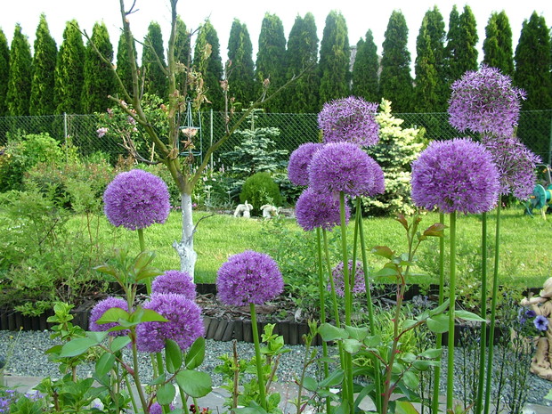 Za nim zakwitną tu róże, swe piękno pokazują czosnki