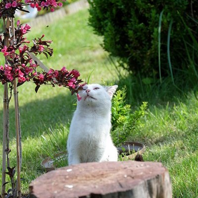 Zachwycający zapach krzewuszki