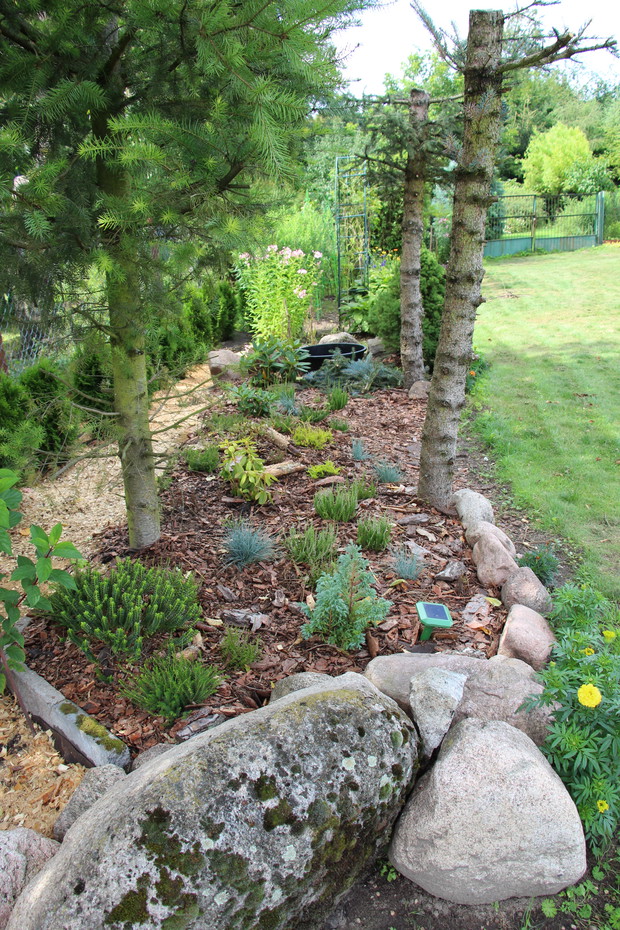 Zakątek leśny: wrzosy, wrzośce, hebe i rododendrony.