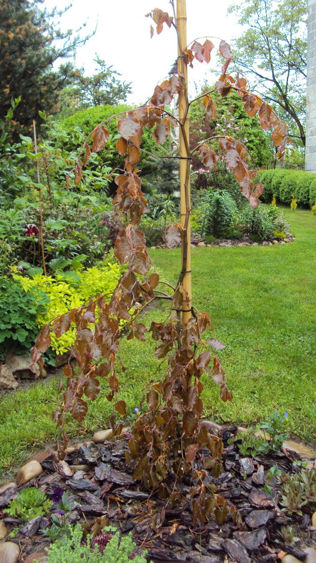 Zdecydowanie najpiękniejsza odmiana buka: :Purple Fountain: