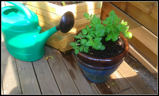 Ziemniaki w donicy wyglądają szlachetniej :))