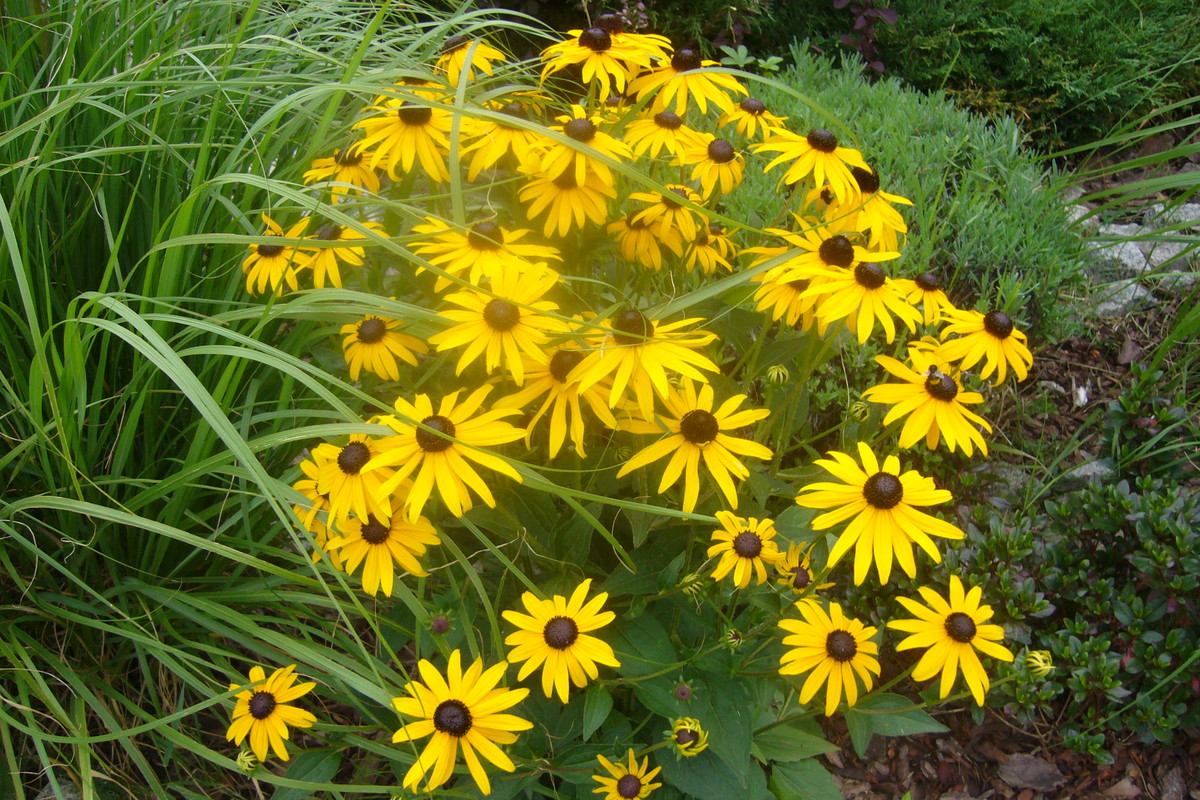 Złote rudbekie