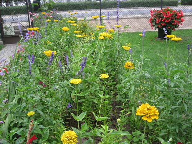 Żółte cynie pięknie komponują się z niebieską szałwią.