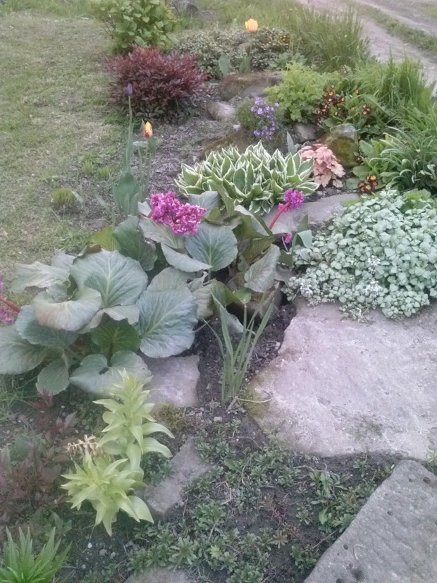 Żurawki tulipany hosty orliki róże stokrotki powojniki bergenia różowa hortensja