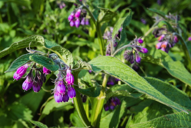 Żywokost lekarski Symphytum officinale (zdj.: Fotolia.com)