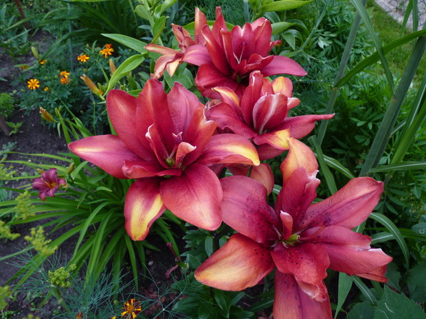 13.	Lilia 'Coctail Twins'