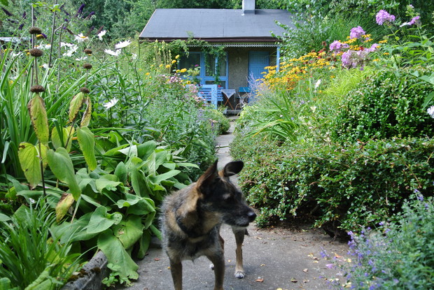 a mój zwierzaczek Figa też już czeka na gości..