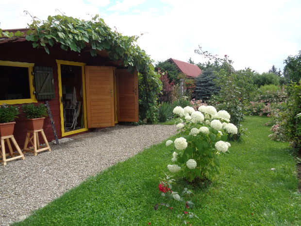 Altanka działkowa pokryta winoroślą.