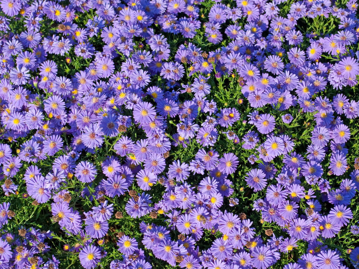 Aster krzaczasty Aster dumosus (zdj.: Fotolia.com)
