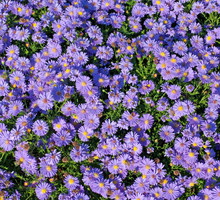 Aster krzaczasty Aster dumosus (zdj.: Fotolia.com)