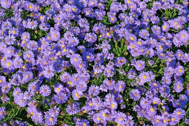Aster krzaczasty Aster dumosus (zdj.: Fotolia.com)