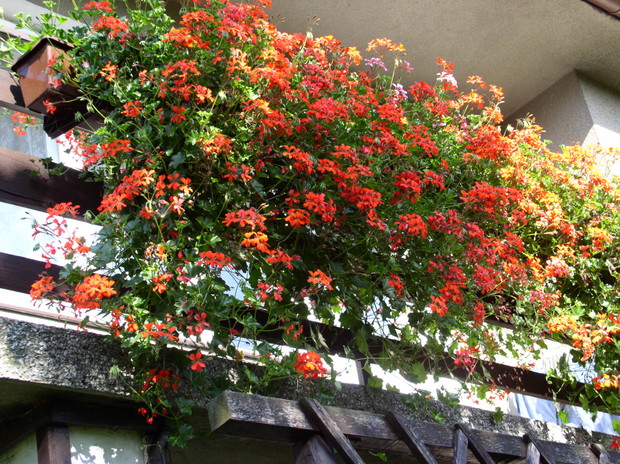 Balkony zdobią piękne pelargonie.