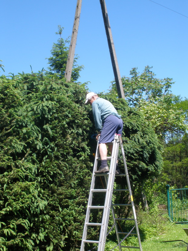 Bardzo ciężko jest przycinać krzewy, zwłaszcza gdy chce się uzyskać ciekawe kształt- właściciel Jan na drabinie.