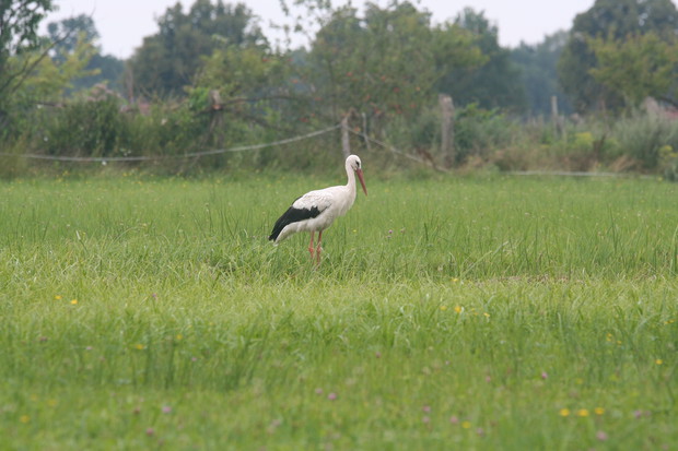 Bocian stałym gościem stołującym się u nas  po deszczu 