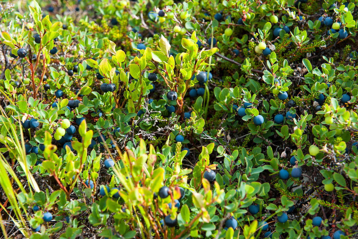 Borówka czarna Vaccinium myrtillus (zdj.: Fotolia.com)